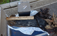 一斗缶よりも大きく太い木の幹